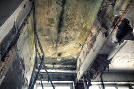 Mold Odor Removal Services in New Berlin, WI